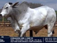 Lote 01