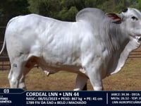 Lote 03