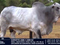 Lote 05