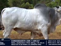 Lote 07