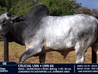Lote 08