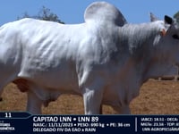 Lote 11