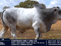 Lote 14