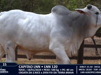 Lote 15