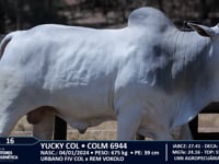 Lote 16