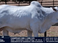 Lote 18