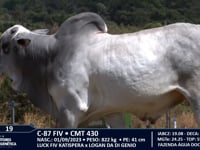 Lote 19