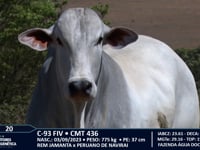 Lote 20