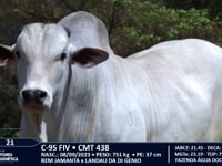 Lote 21