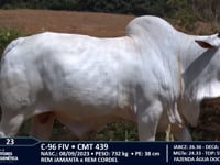 Lote 23
