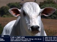 Lote 24
