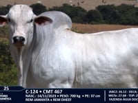 Lote 25