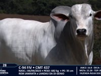 Lote 28