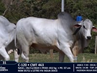 Lote 31