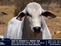 Lote 32