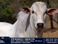 Lote 33
