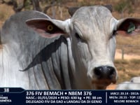 Lote 38