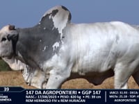 Lote 39