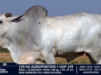 Lote 40