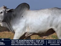 Lote 41