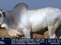 Lote 43