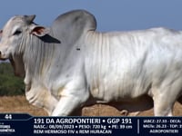 Lote 44