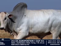 Lote 45