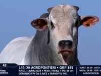 Lote 42