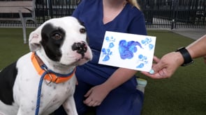Dogs paint their masterpieces