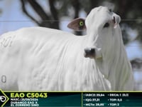 Lote 301