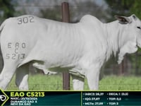 Lote 302