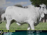 Lote 303