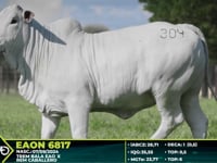 Lote 304