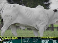 Lote 306