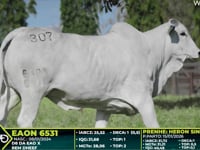 Lote 307
