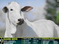 Lote 308