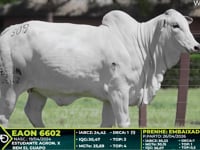 Lote 309