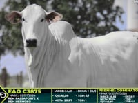 Lote 310