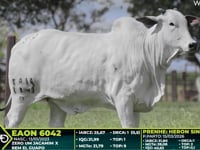 Lote 315