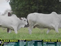 Lote 316