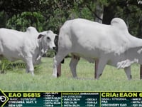 Lote 317