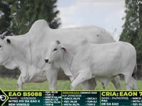 Lote 322