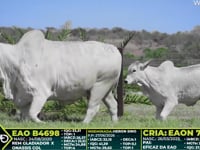 Lote 323