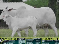 Lote 324