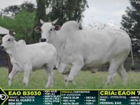 Lote 325