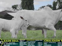Lote 328