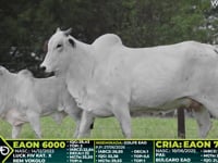 Lote 329