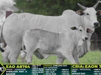 Lote 330