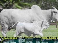 Lote 331