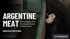 Animal Equality exposes cruelty in Argentina slaughterhouses